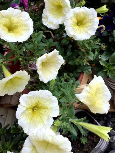 牵牛花是喇叭花吗？牵牛花是喇叭花吗？