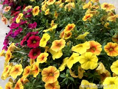 牵牛花是喇叭花吗？牵牛花是喇叭花吗？