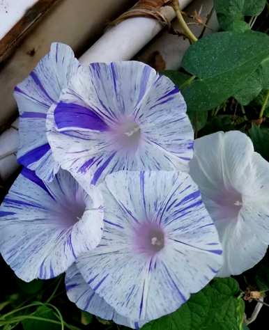 牵牛花是喇叭花吗？牵牛花是喇叭花吗？