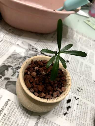 推荐罗汉松的养殖方法和罗汉松的养殖方法