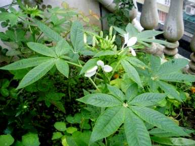 醉蝶花种子的种植方法，醉蝶花的种植方法