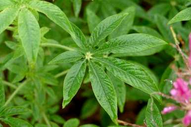 醉蝶花种子的种植方法，醉蝶花的种植方法