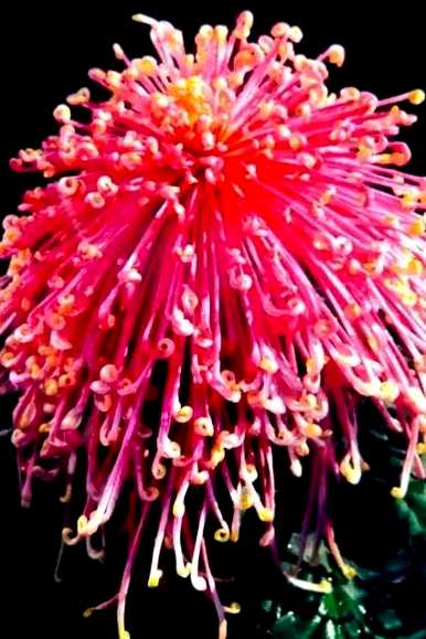 菊花代表什么象征意义小练笔，菊花代表什么象征意义？