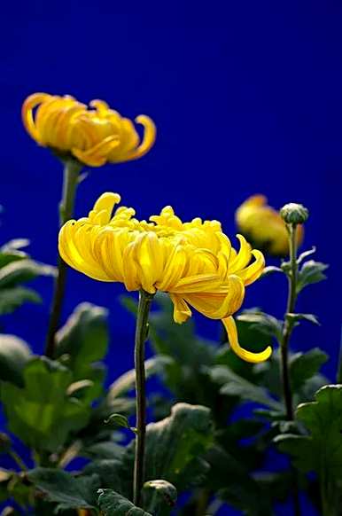 菊花代表什么象征意义小练笔，菊花代表什么象征意义？