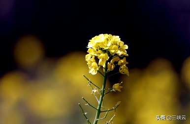 你知道什么是油菜花语吗？什么是油菜花语？