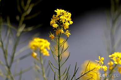 你知道什么是油菜花语吗？什么是油菜花语？
