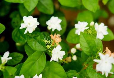 茉莉花冬天进屋前需要修剪，冬天可以修剪茉莉花吗？