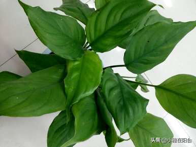 如何培育万年青植物，如何培育万年青植物视频