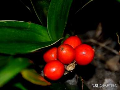 如何培育万年青植物，如何培育万年青植物视频