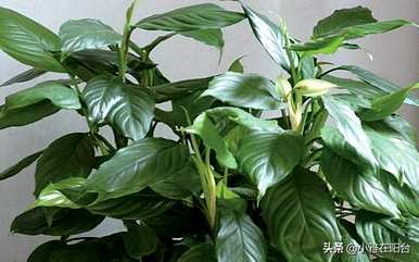 如何培育万年青植物，如何培育万年青植物视频