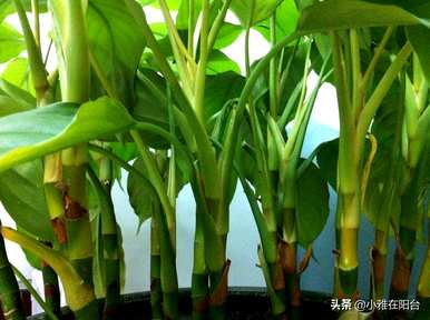 如何培育万年青植物，如何培育万年青植物视频