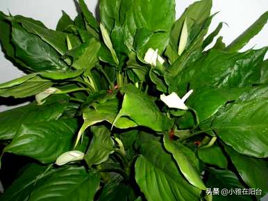 如何培育万年青植物，如何培育万年青植物视频