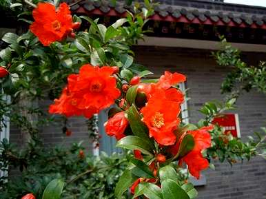十二月花是指什么花，十二月花是什么花？