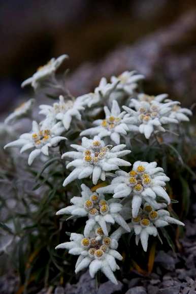 雪绒花是什么花，雪绒花是什么花？