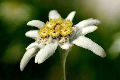 雪绒花是什么花，雪绒花是什么花？