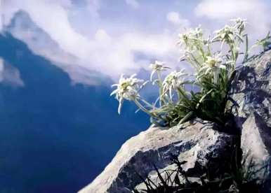 雪绒花是什么花，雪绒花是什么花？