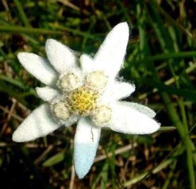 雪绒花是什么花，雪绒花是什么花？