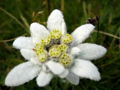 雪绒花是什么花，雪绒花是什么花？