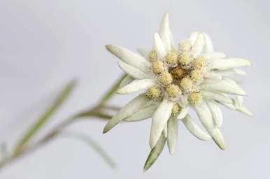 雪绒花是什么花，雪绒花是什么花？