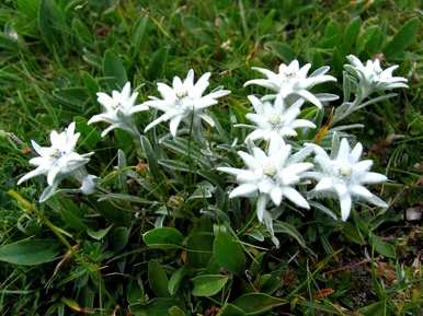 雪绒花是什么花，雪绒花是什么花？
