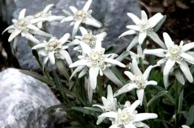 雪绒花是什么花，雪绒花是什么花？