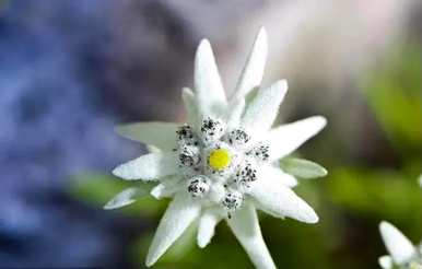 雪绒花是什么花，雪绒花是什么花？