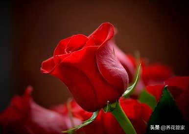 什么花代表爱的纯洁，什么花代表绿色的爱