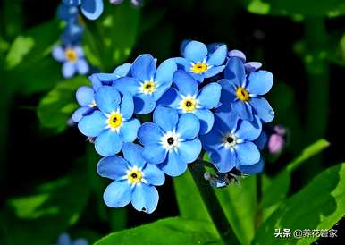 什么花代表爱的纯洁，什么花代表绿色的爱