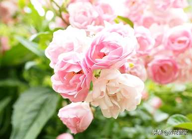 什么花代表爱的纯洁，什么花代表绿色的爱