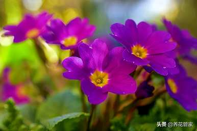 什么花代表爱的纯洁，什么花代表绿色的爱