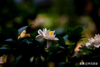 什么花代表爱的纯洁，什么花代表绿色的爱