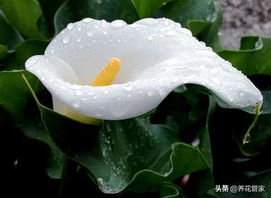 什么花代表爱的纯洁，什么花代表绿色的爱