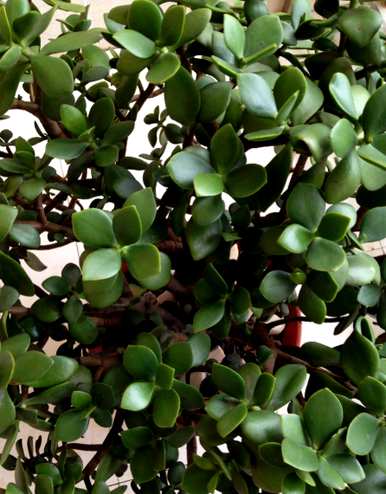 玉树怎么养才茂盛，玉树不茂盛怎么办？