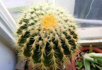 金湖仙人球怎么养才能快速开花？金湖仙人球开花的迹象是什么？