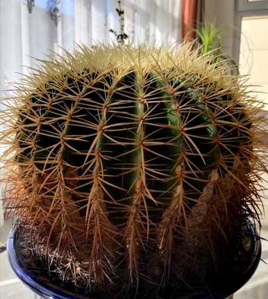 金湖仙人球怎么养才能快速开花？金湖仙人球开花的迹象是什么？