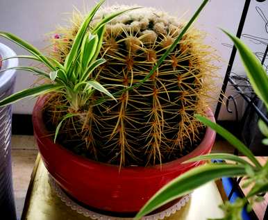 金湖仙人球怎么养才能快速开花？金湖仙人球开花的迹象是什么？