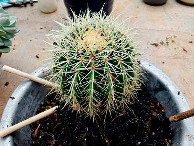 金湖仙人球怎么养才能快速开花？金湖仙人球开花的迹象是什么？