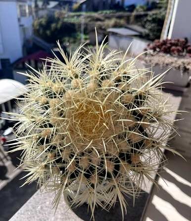 金湖仙人球怎么养才能快速开花？金湖仙人球开花的迹象是什么？