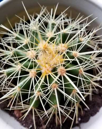 金湖仙人球怎么养才能快速开花？金湖仙人球开花的迹象是什么？