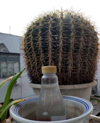 金湖仙人球怎么养才能快速开花？金湖仙人球开花的迹象是什么？