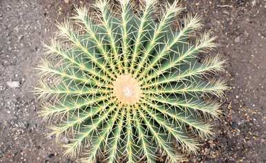 金湖仙人球怎么养才能快速开花？金湖仙人球开花的迹象是什么？