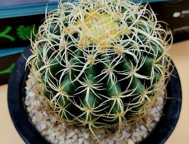 金湖仙人球怎么养才能快速开花？金湖仙人球开花的迹象是什么？