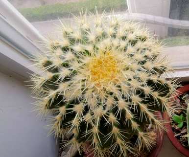 金湖仙人球怎么养才能快速开花？金湖仙人球开花的迹象是什么？