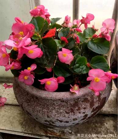 一年四季盛开的花是什么花谜，一年四季盛开的花是什么花？