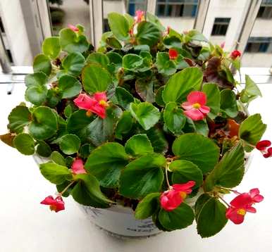 一年四季盛开的花是什么花谜，一年四季盛开的花是什么花？