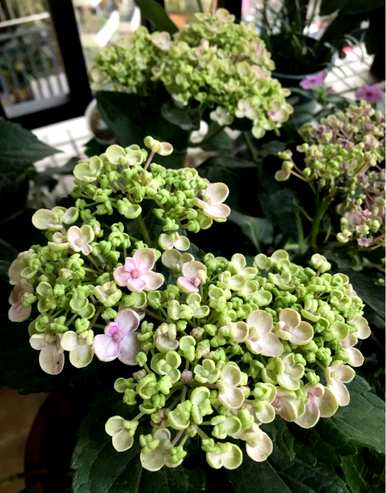 绣球花养殖方法视频全集，绣球花如何养殖方法视频