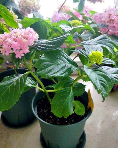 绣球花养殖方法视频全集，绣球花如何养殖方法视频