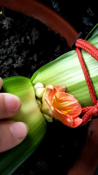 君子兰怎么开花，君子兰怎么开花？