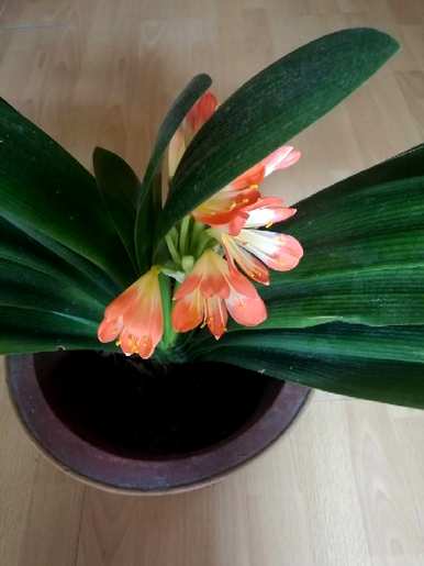 君子兰怎么开花，君子兰怎么开花？