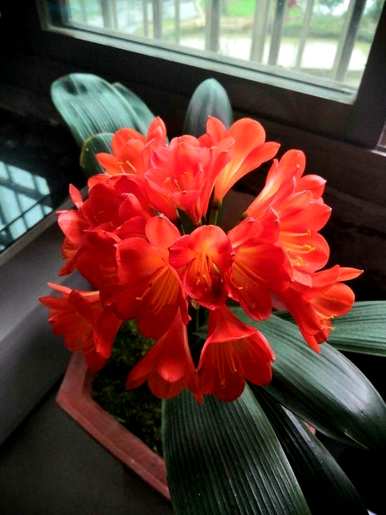 君子兰怎么开花，君子兰怎么开花？